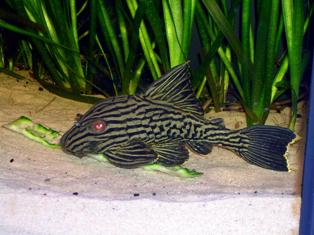 Thumbnail 2 Panaque nigrolineatus