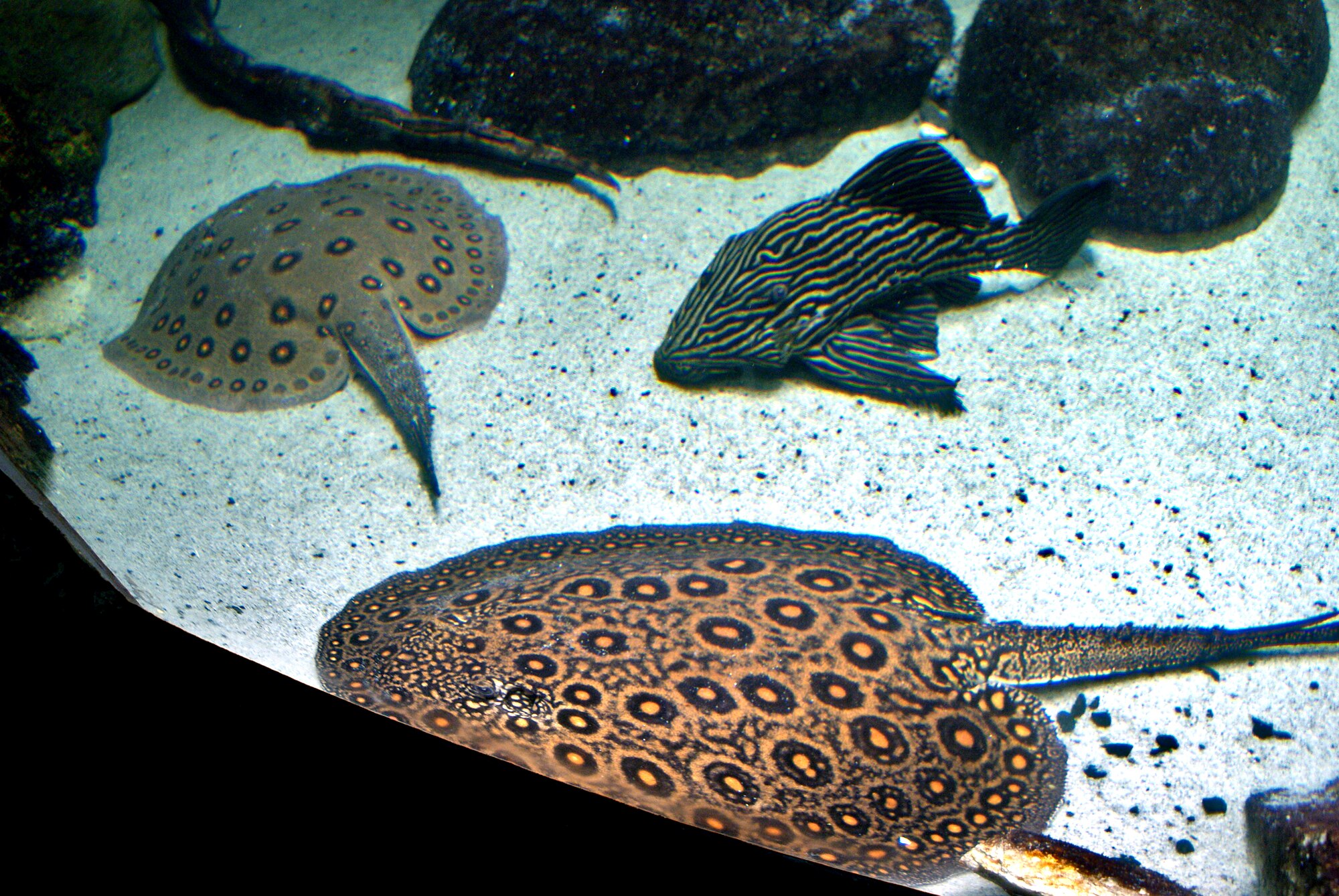 Thumbnail 5 Panaque nigrolineatus