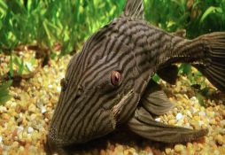 Panaque nigrolineatus
