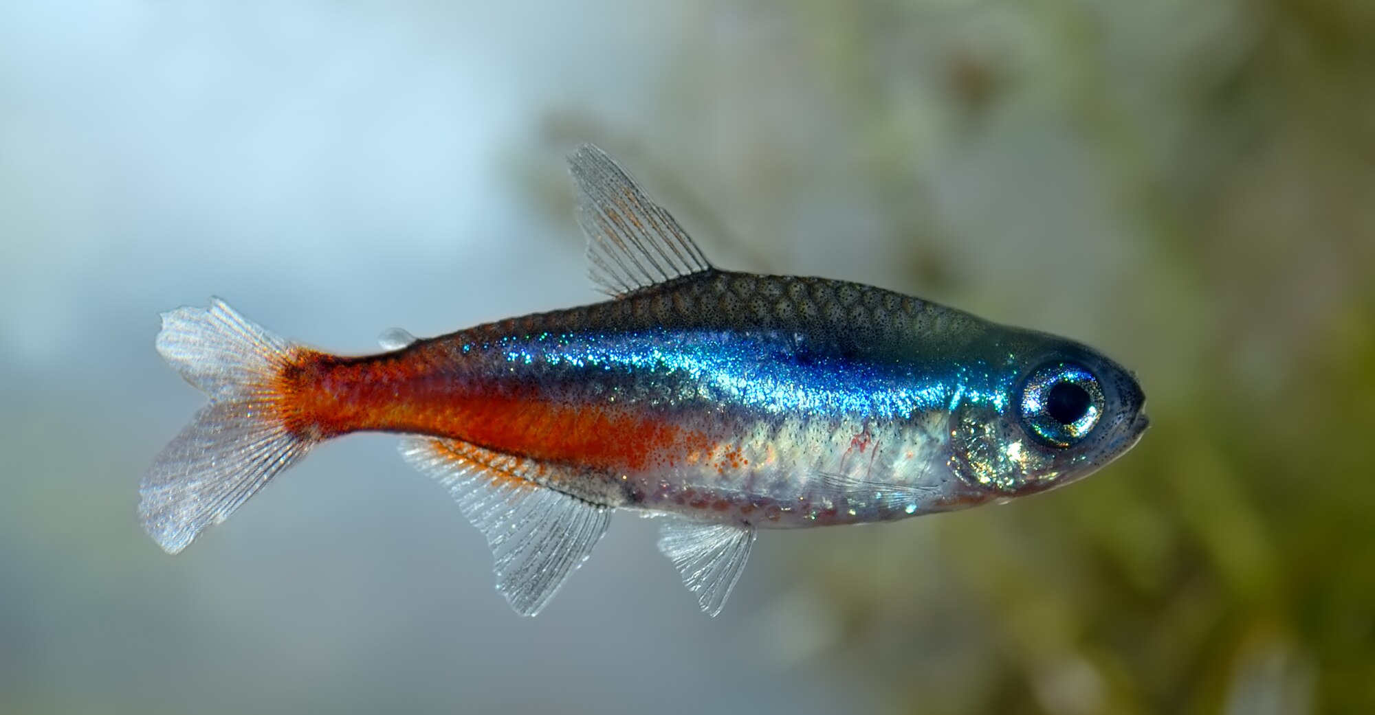 Paracheirodon innesi