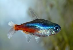 Paracheirodon innesi