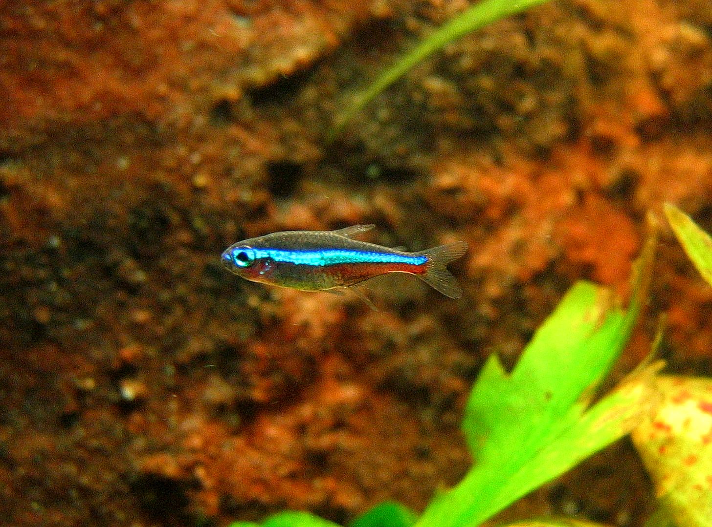 Paracheirodon simulans