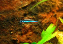 Paracheirodon simulans
