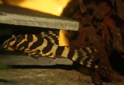 Peckoltia compta