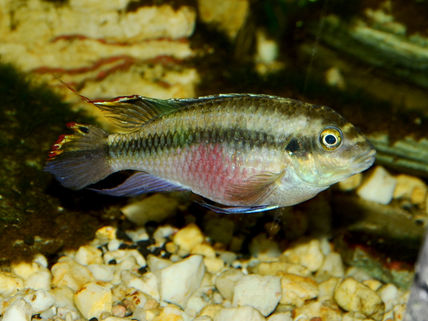 Pelvicachromis pulcher