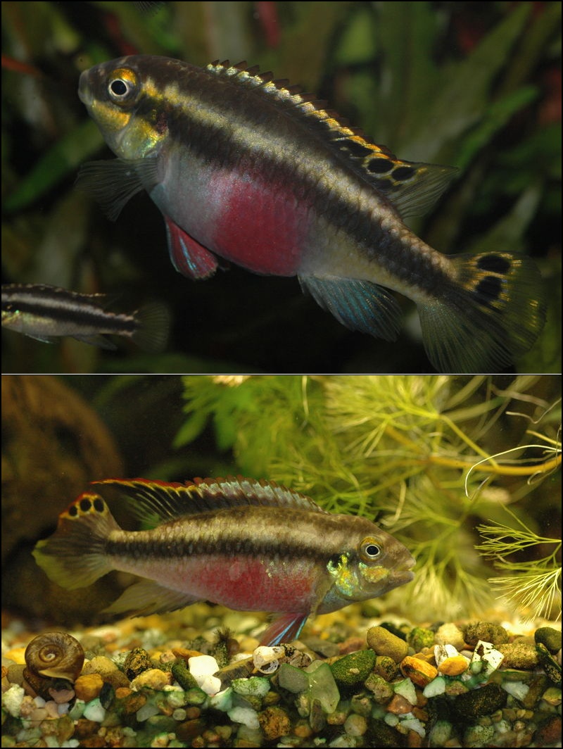 Thumbnail 2 Pelvicachromis pulcher
