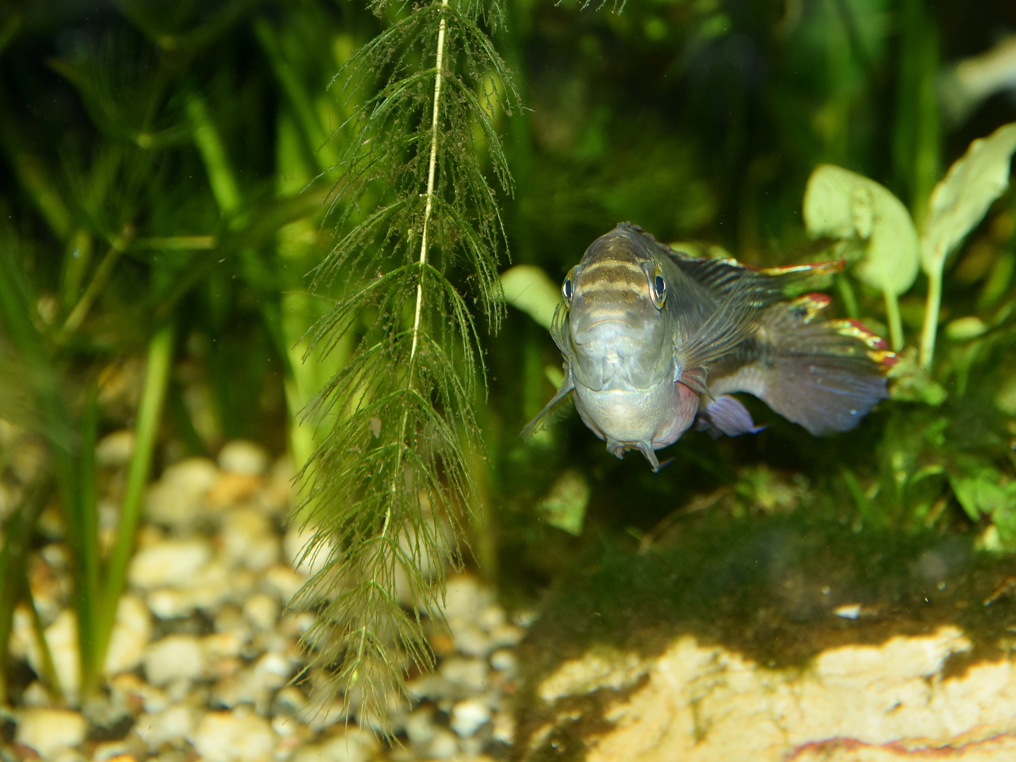 Thumbnail 3 Pelvicachromis pulcher