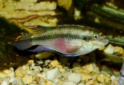 Pelvicachromis pulcher