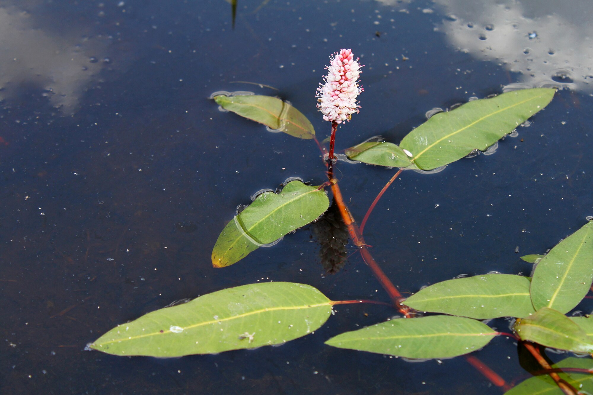 Persicaria amphibia