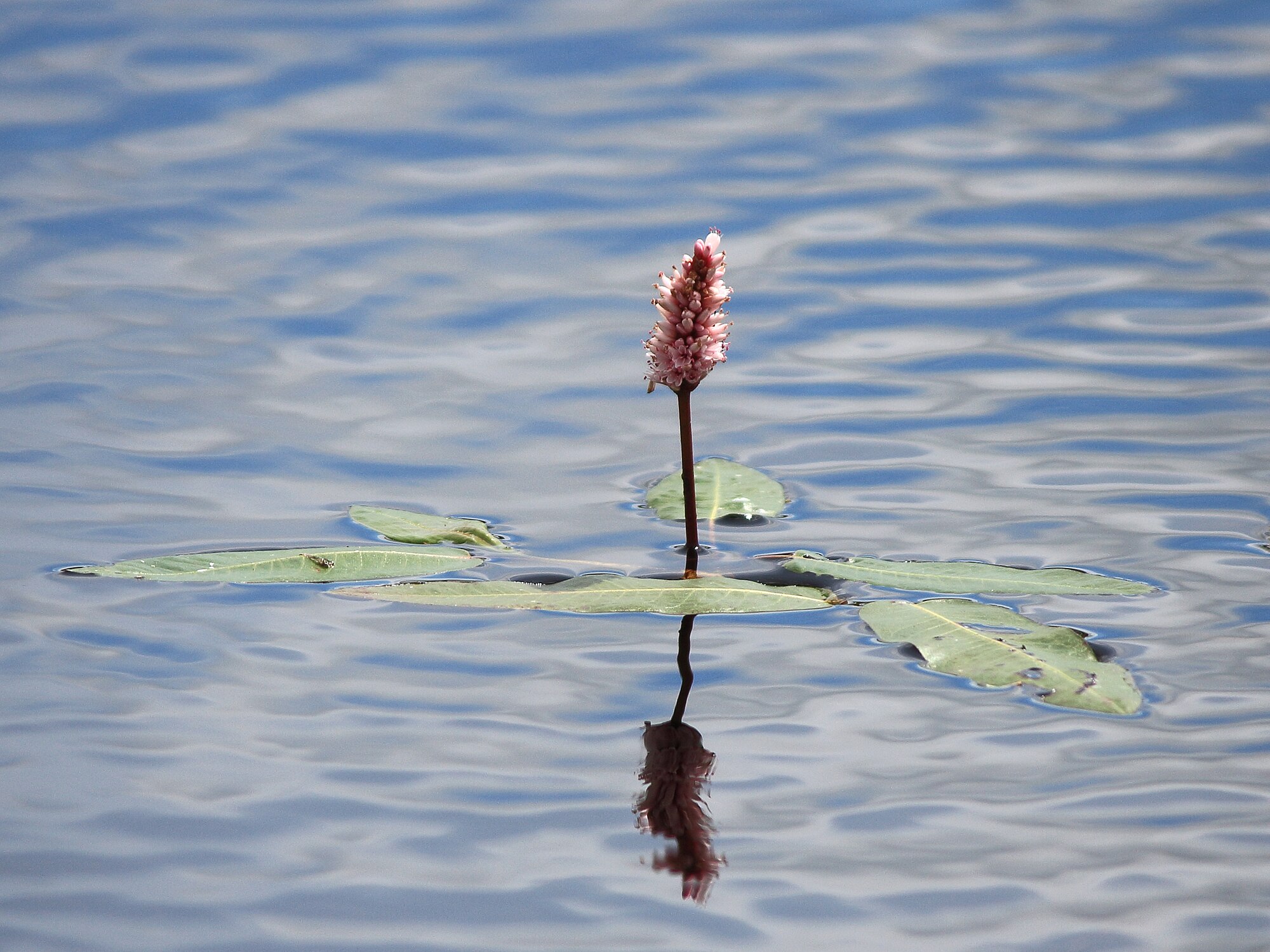 Thumbnail 2 Persicaria amphibia