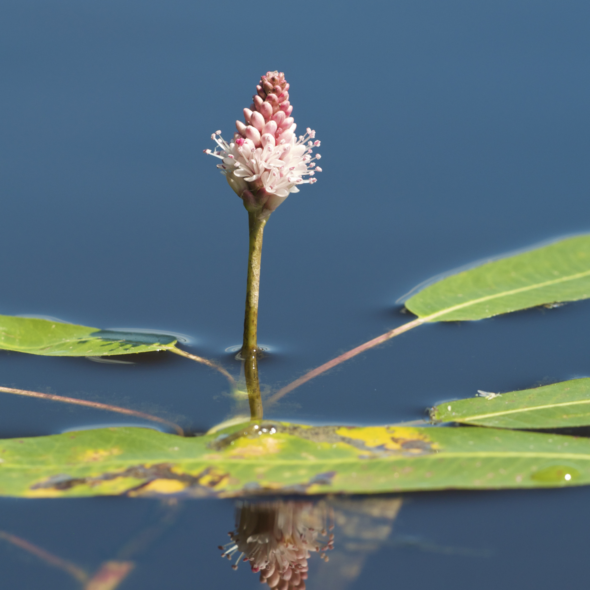 Thumbnail 3 Persicaria amphibia
