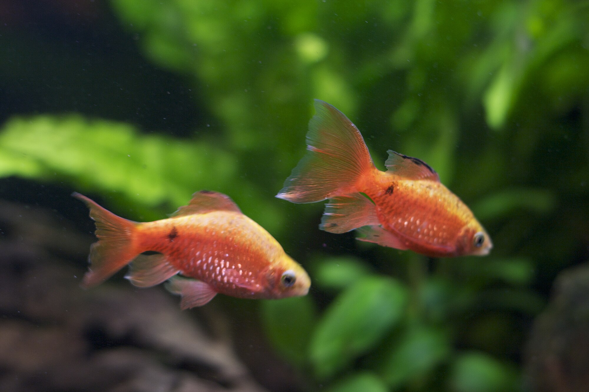 Pethia conchonius