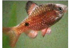Thumbnail 2 Pethia conchonius