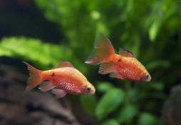 Pethia conchonius