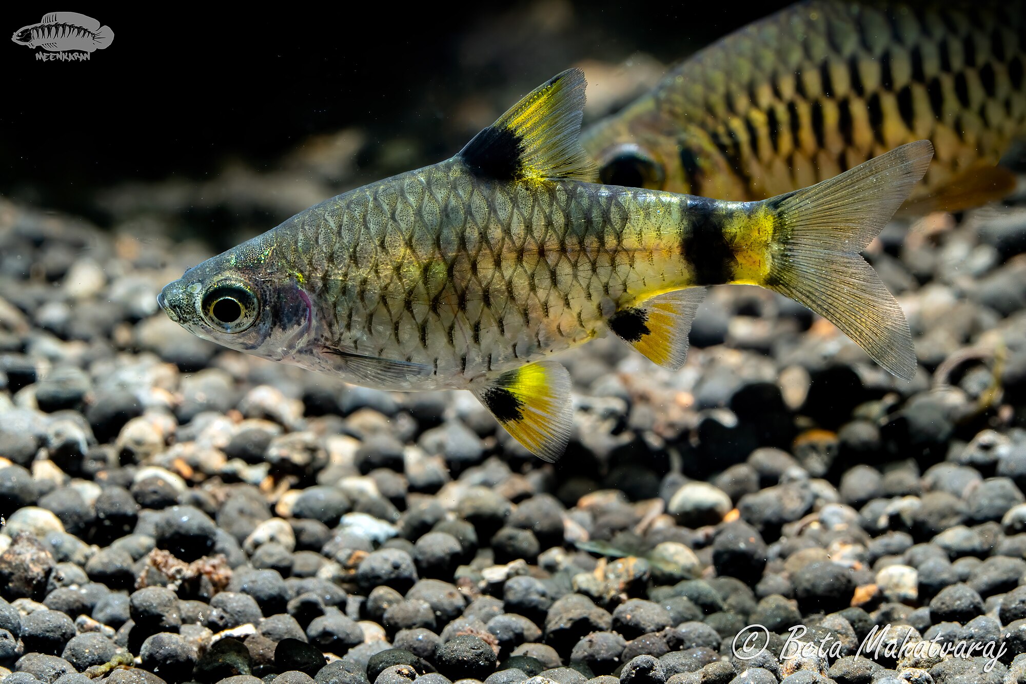 Pethia gelius