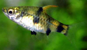 Thumbnail 2 Pethia gelius