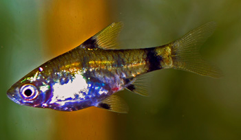 Thumbnail 3 Pethia gelius
