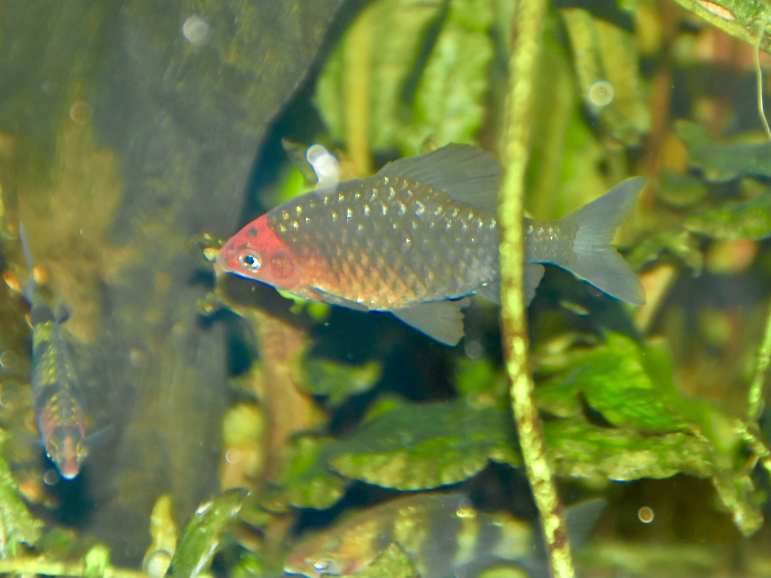 Thumbnail 2 Pethia nigrofasciata
