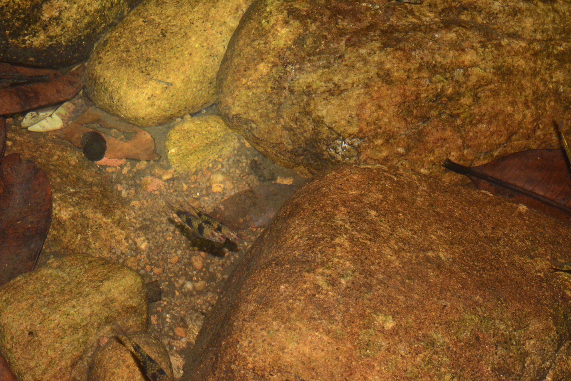 Thumbnail 3 Pethia nigrofasciata