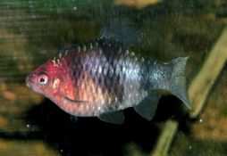 Pethia nigrofasciata