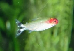 Petitella georgiae