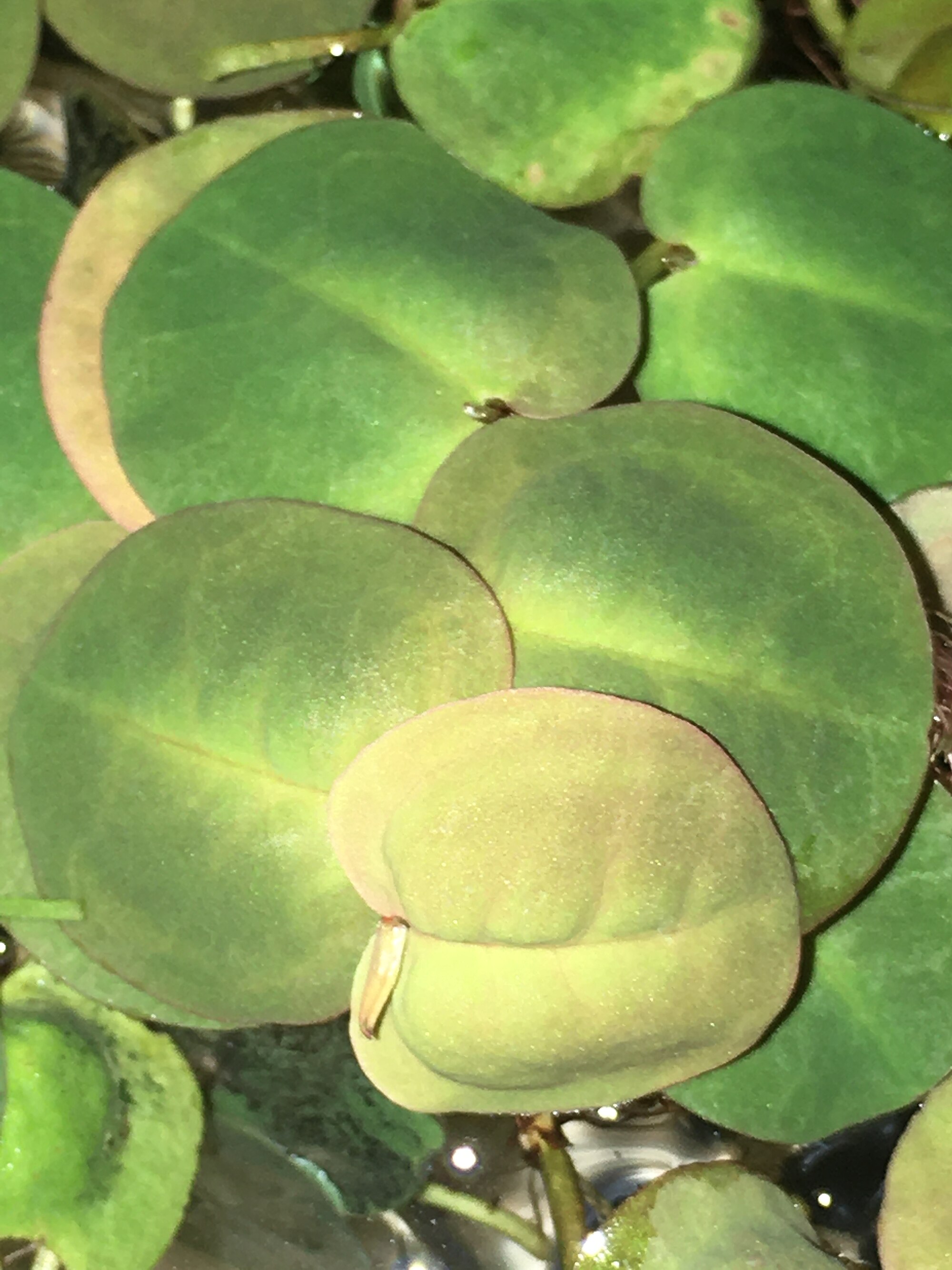 Thumbnail 2 Phyllanthus fluitans