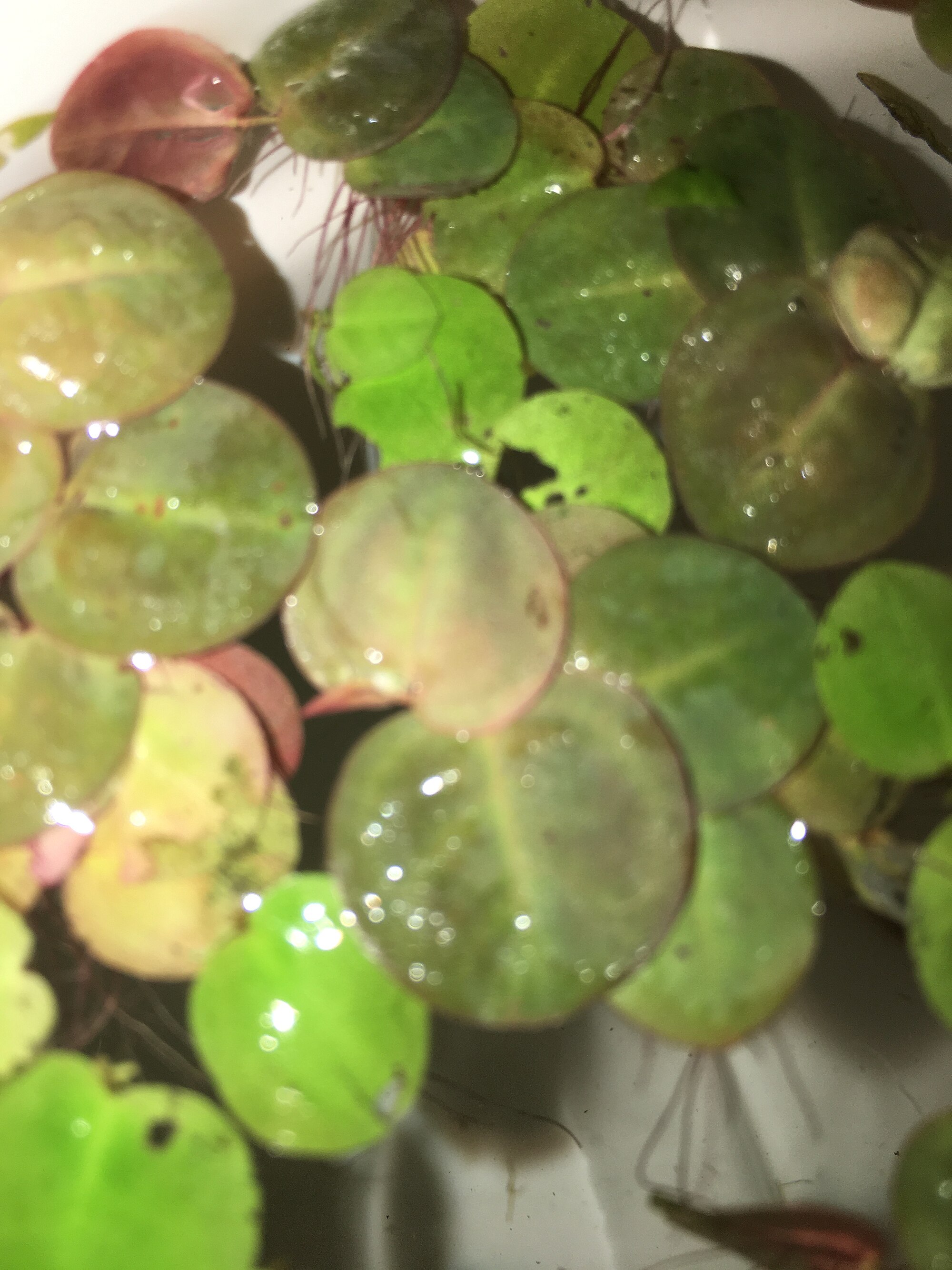 Thumbnail 3 Phyllanthus fluitans