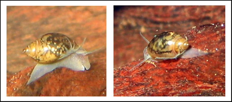 Thumbnail 3 Physa marmorata