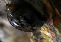 Physa marmorata