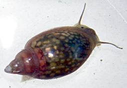 Physella acuta