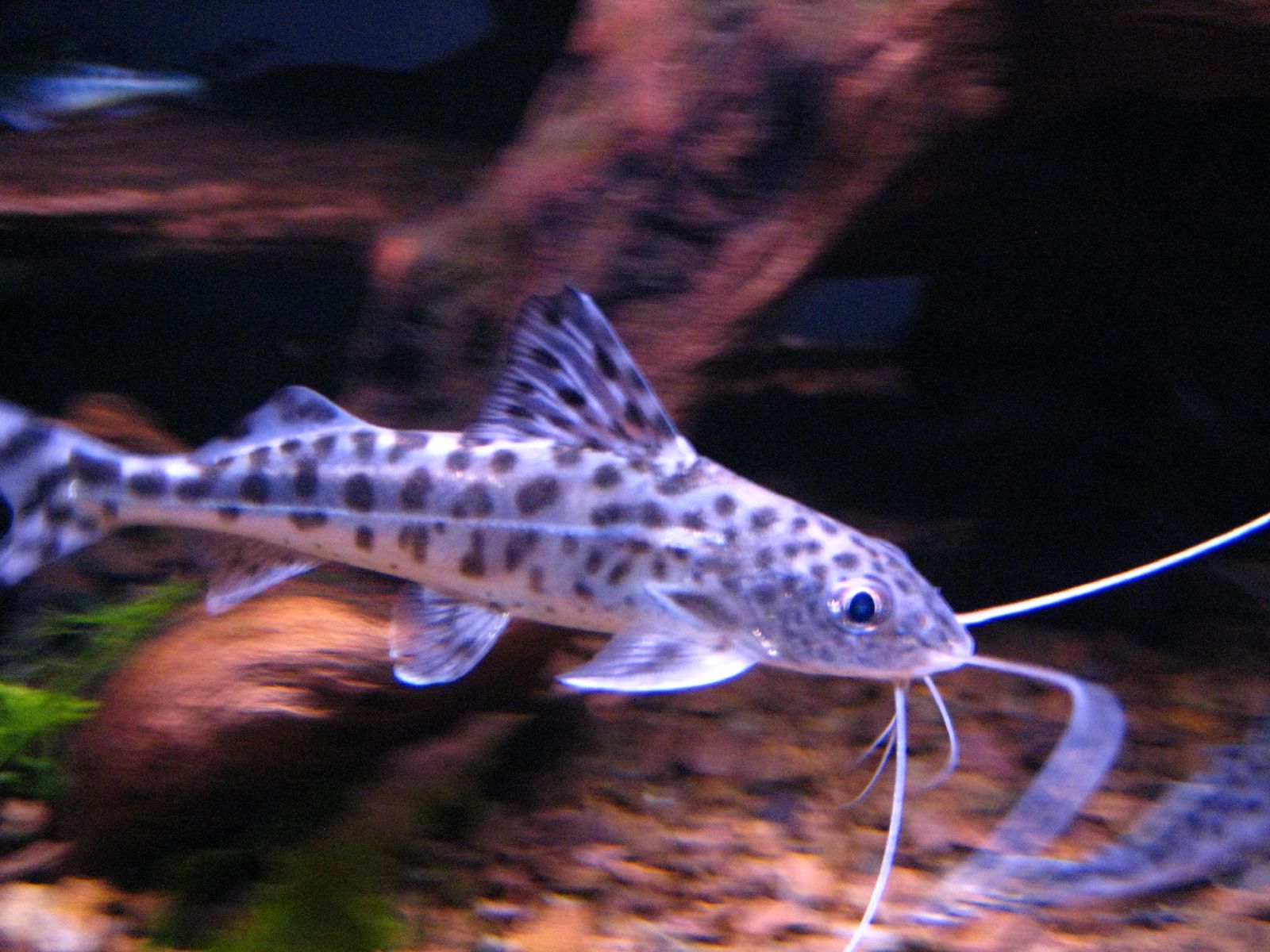 Thumbnail 2 Pimelodus pictus