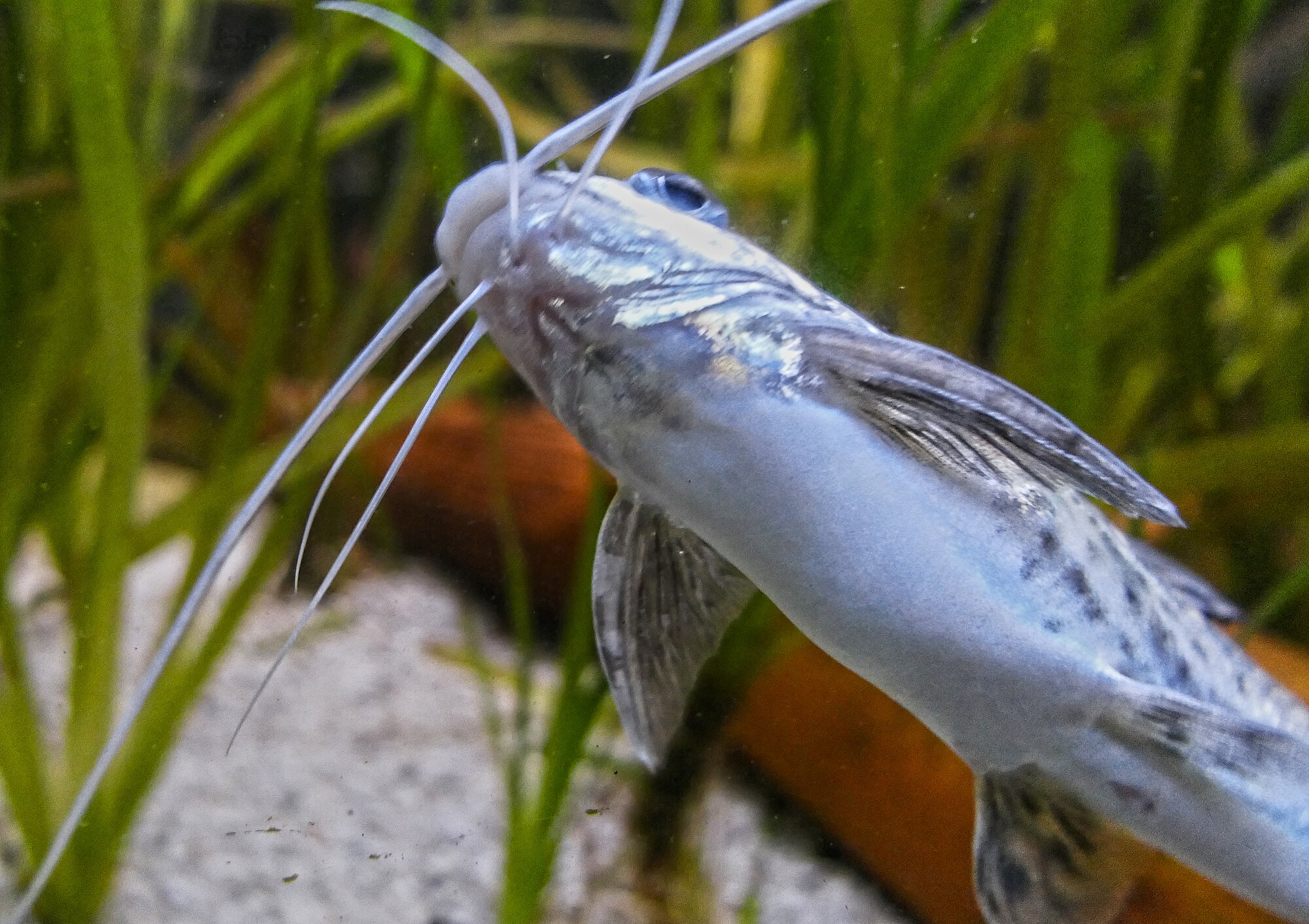 Thumbnail 3 Pimelodus pictus