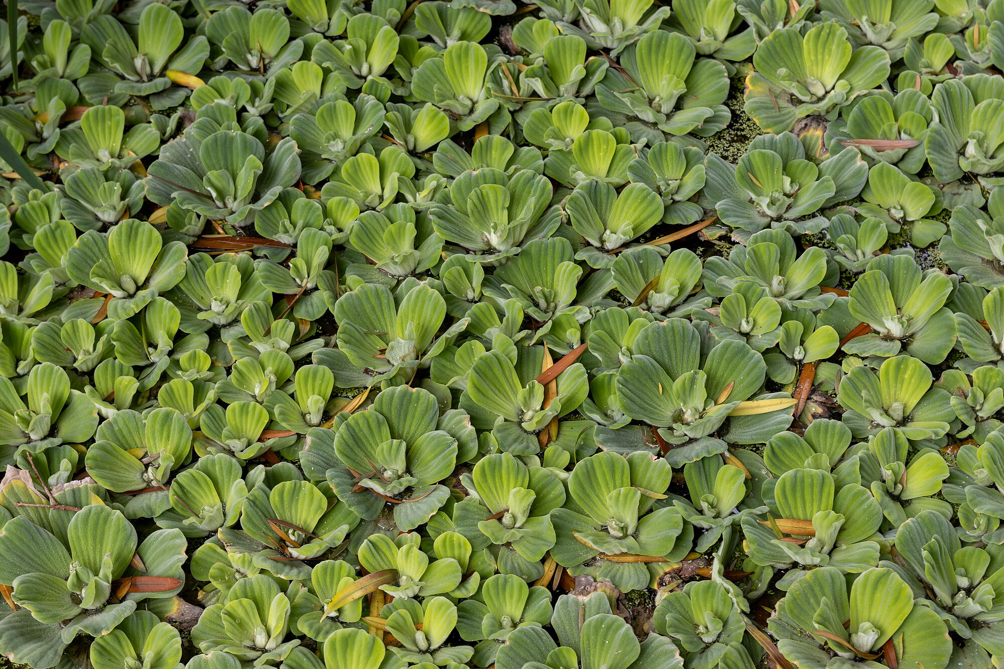 Pistia stratiotes