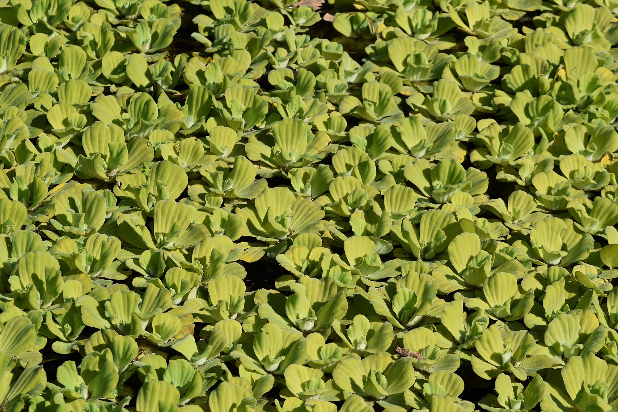 Thumbnail 2 Pistia stratiotes