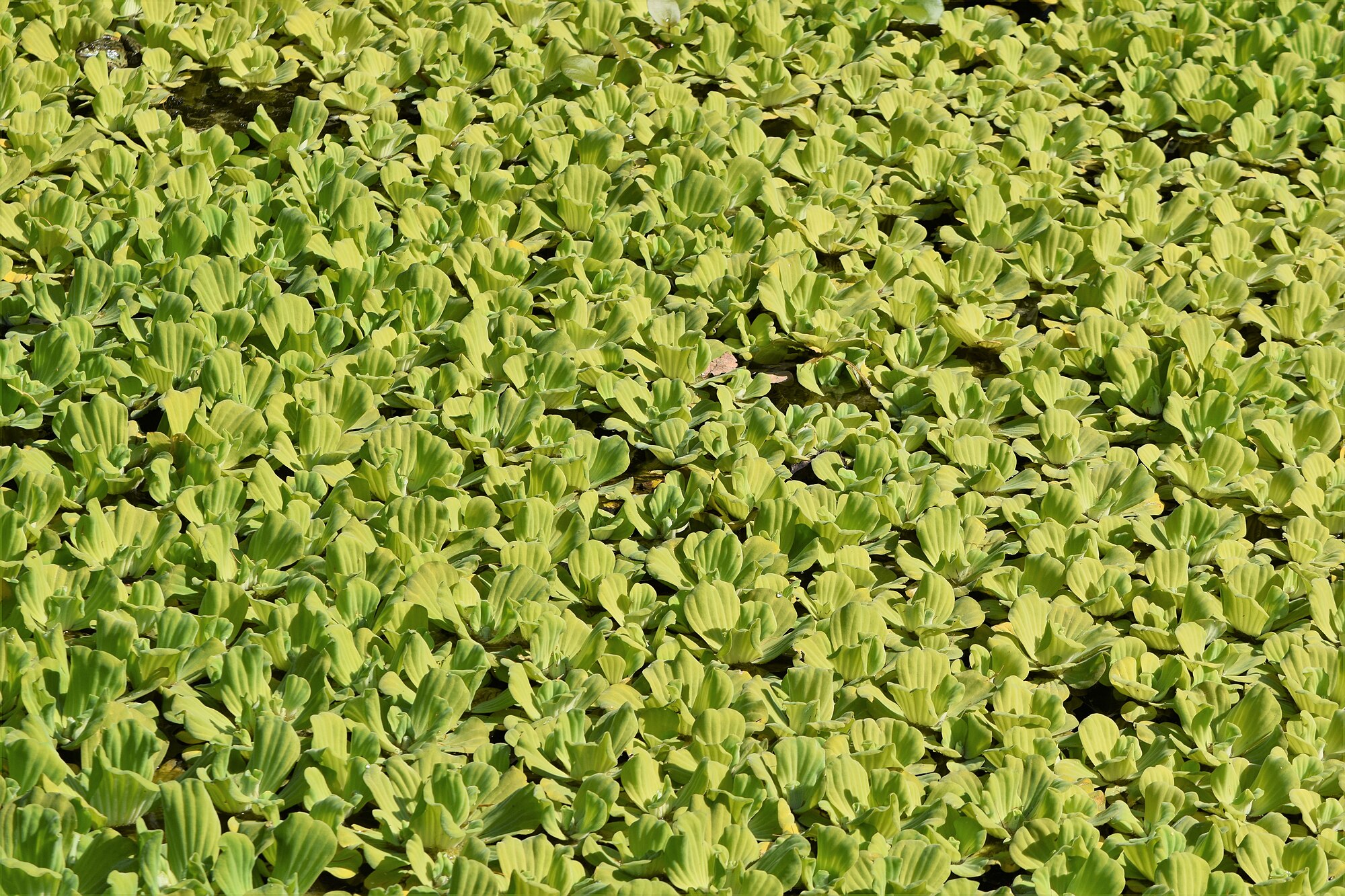 Thumbnail 3 Pistia stratiotes