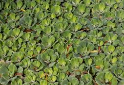 Pistia stratiotes