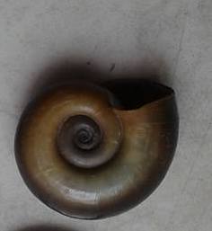 Planorbarius corneus