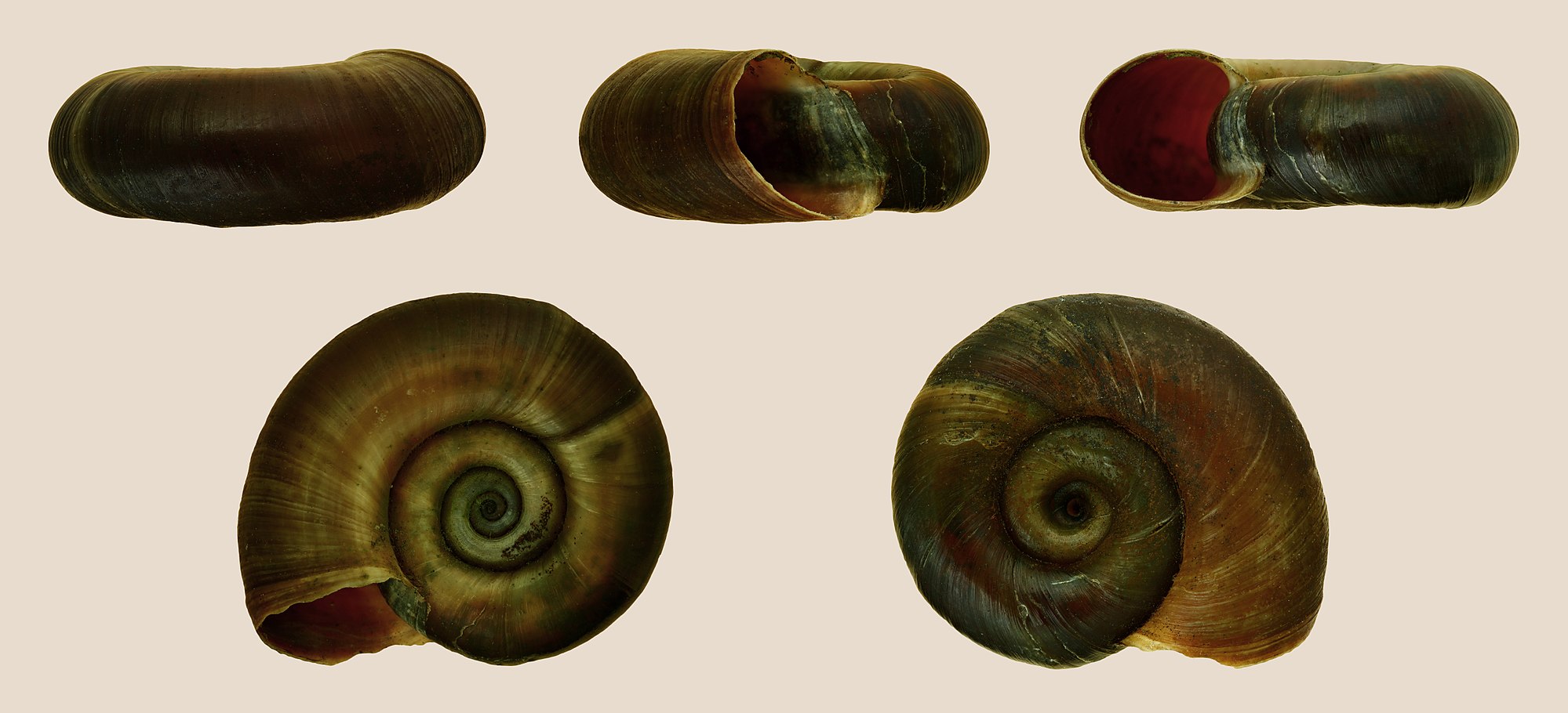 Thumbnail 3 Planorbarius corneus