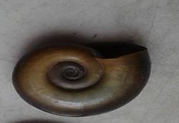 Planorbarius corneus