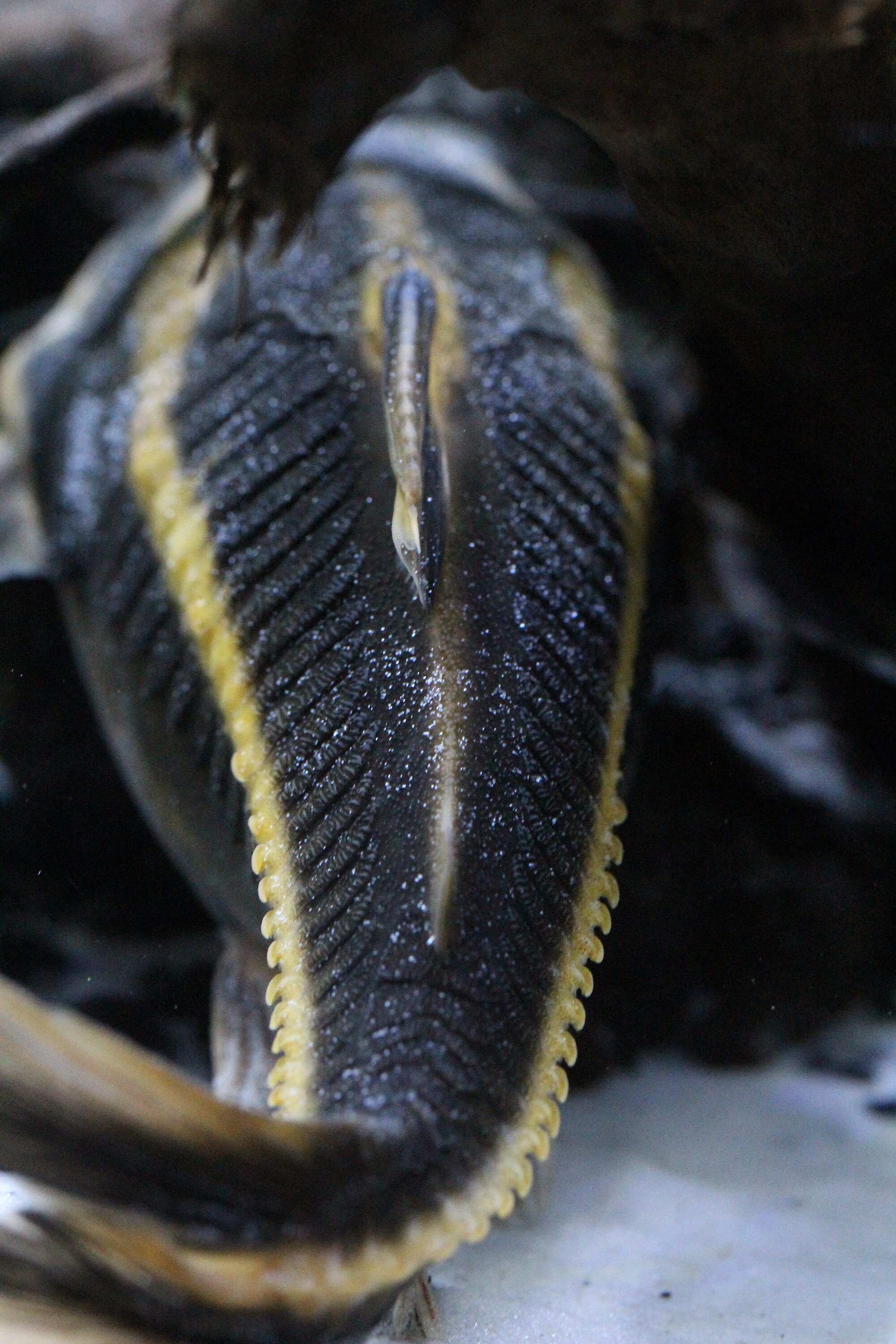 Thumbnail 2 Platydoras armatulus