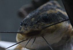 Platydoras armatulus