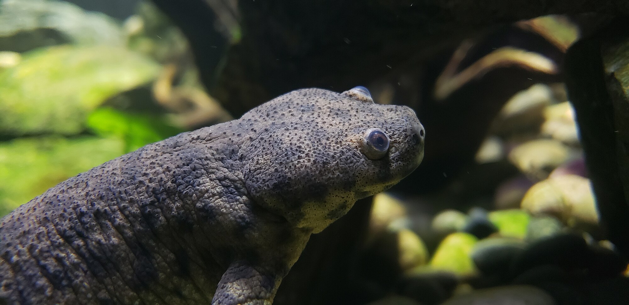 Pleurodeles waltl