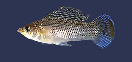 Thumbnail 2 Poecilia latipinna