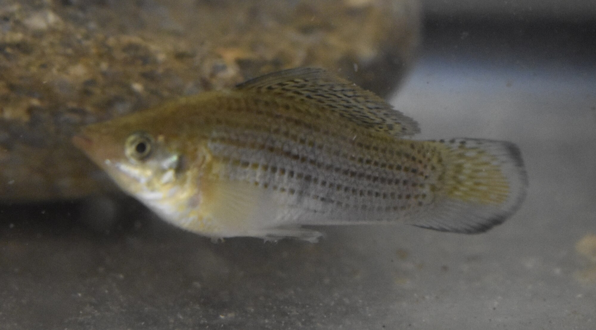 Thumbnail 3 Poecilia latipinna