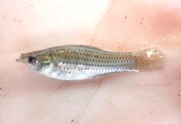 Poecilia latipinna