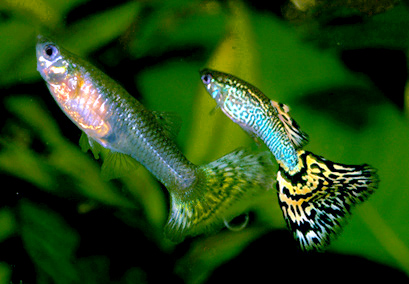 Thumbnail 2 Poecilia reticulata