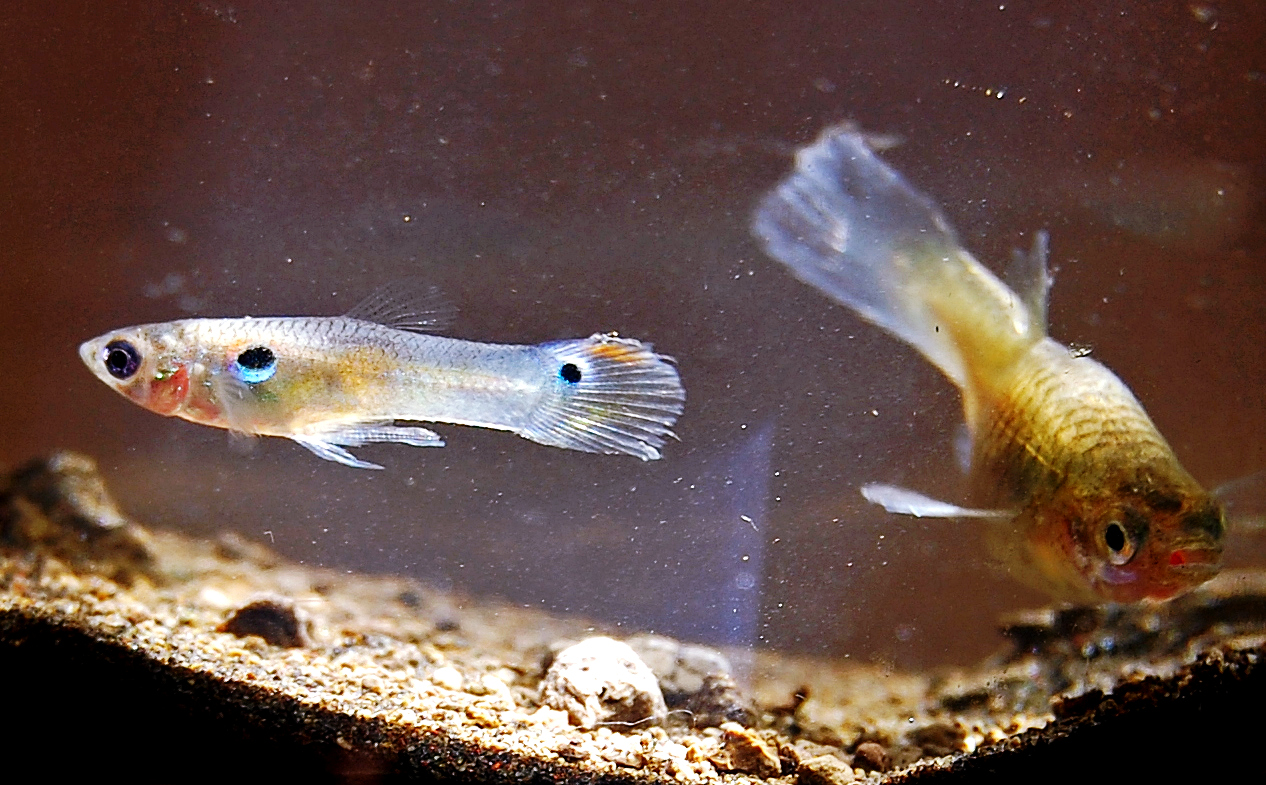 Thumbnail 3 Poecilia reticulata