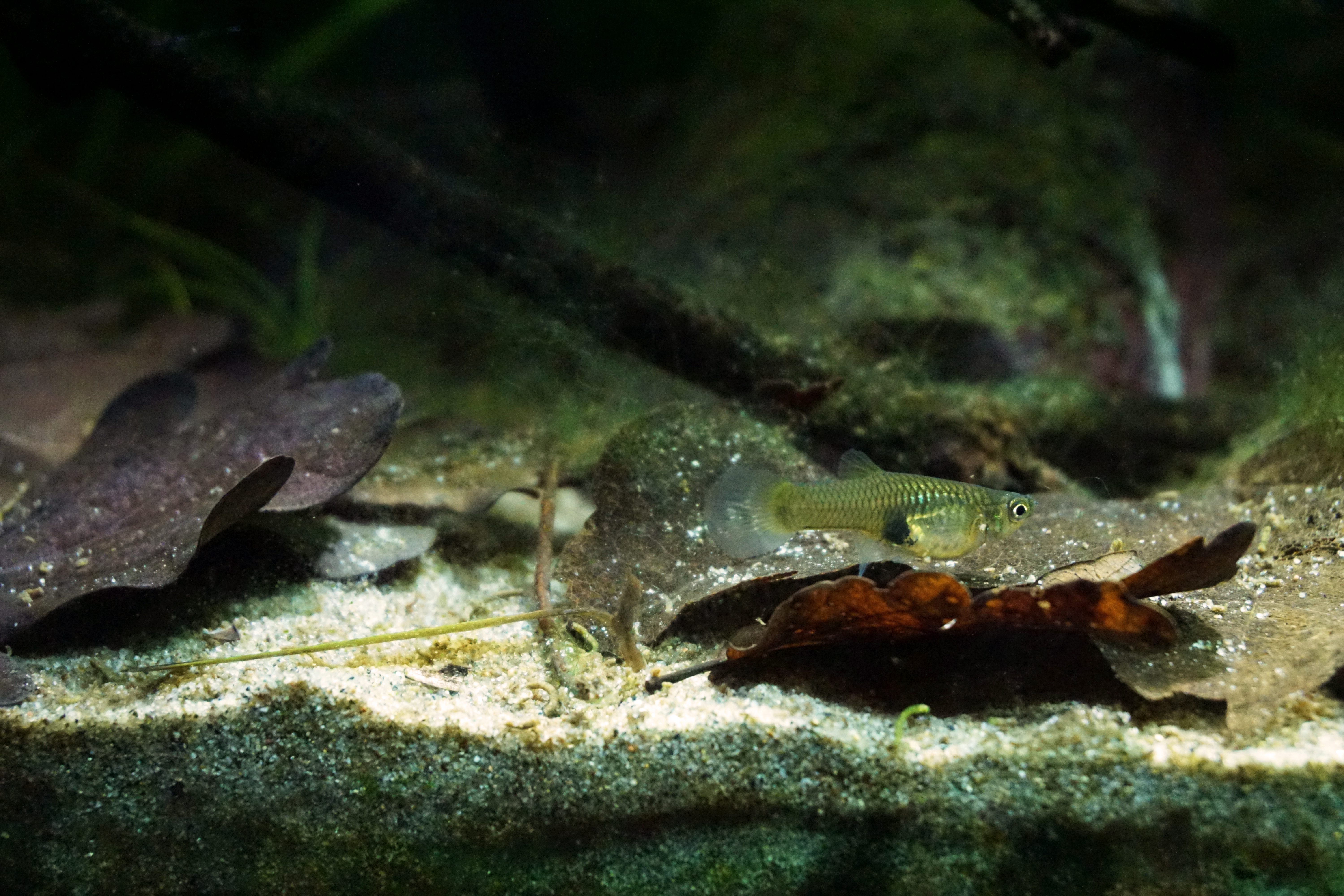 Thumbnail 3 Poecilia reticulata