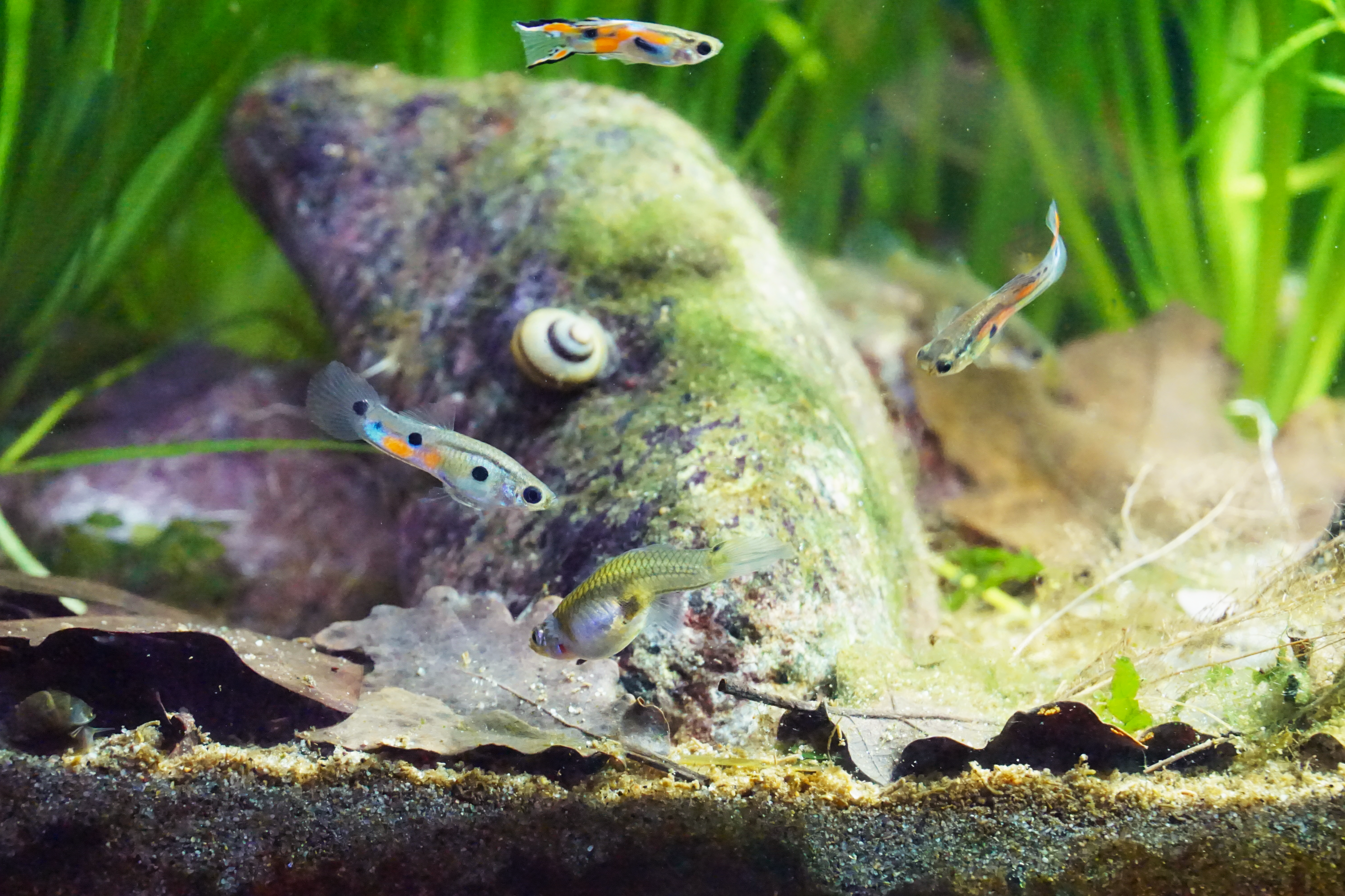 Thumbnail 7 Poecilia reticulata