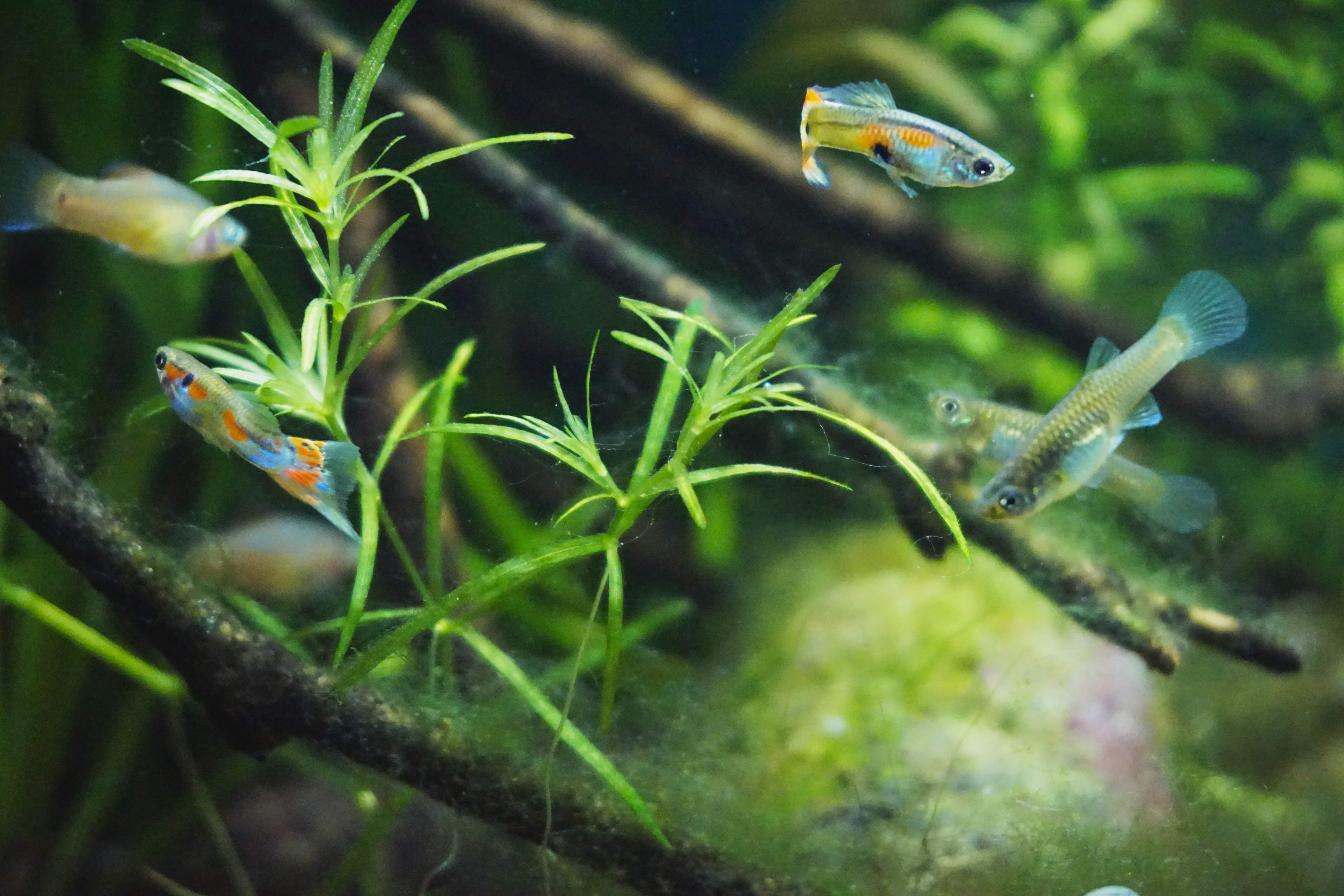 Thumbnail 8 Poecilia reticulata